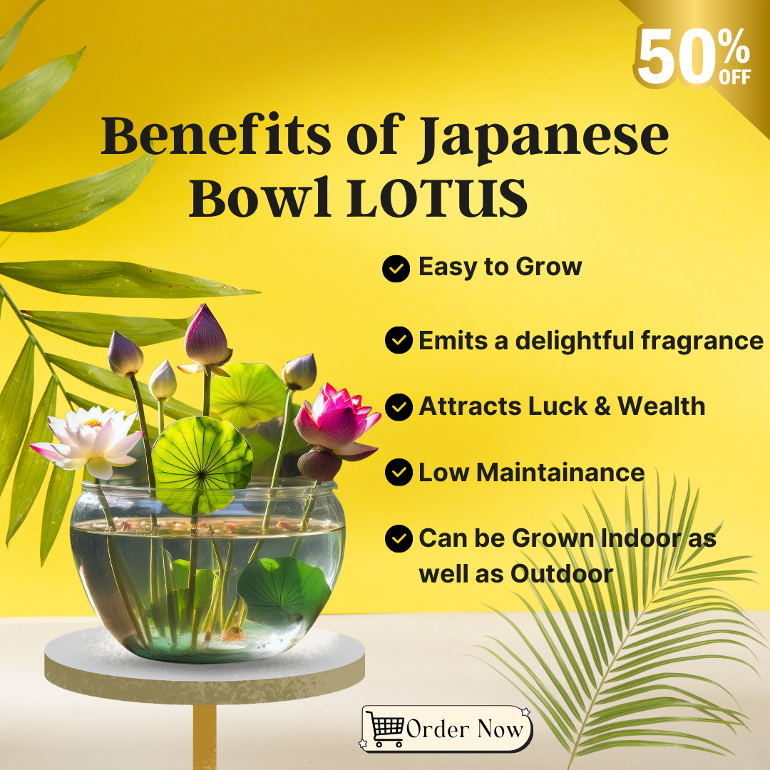 Japanese Lotus Flower Seeds (Pack of 40Pcs + 10Pcs Free!)