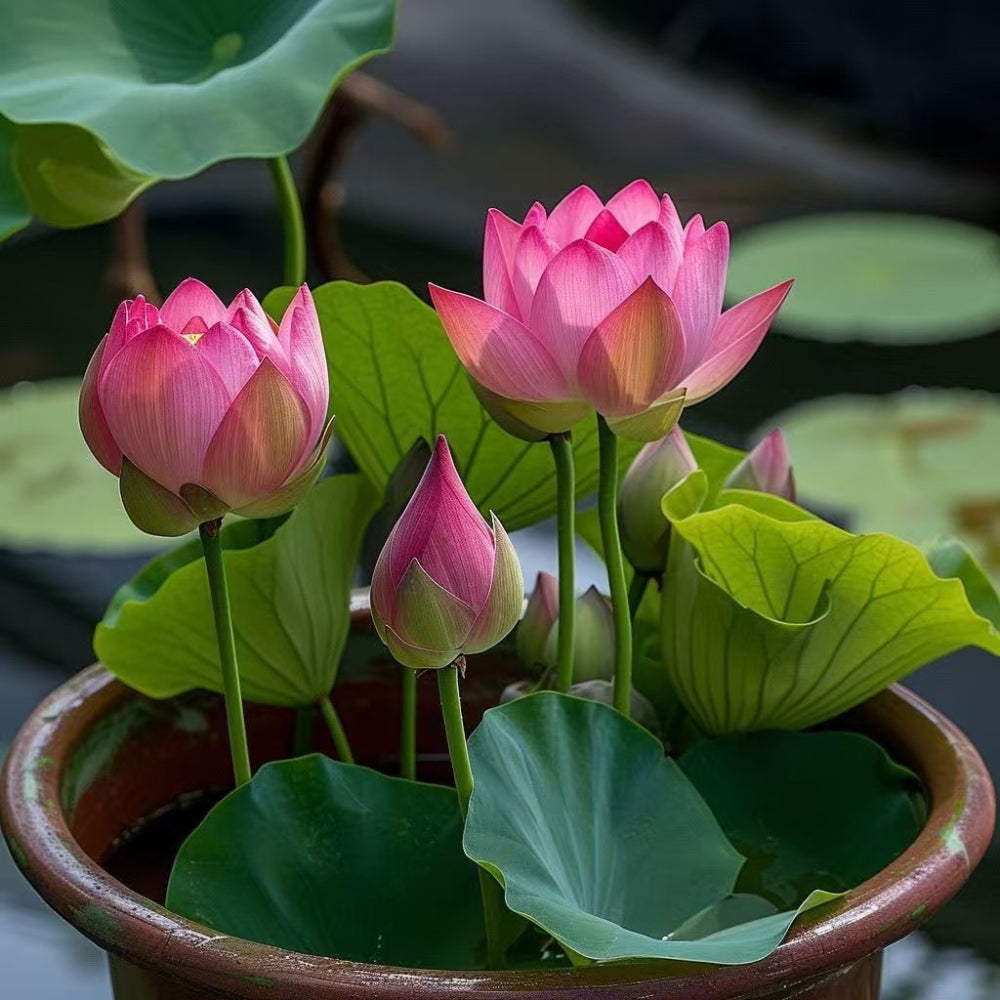 Japanese Lotus Flower Seeds (Pack of 40Pcs + 10Pcs Free!)