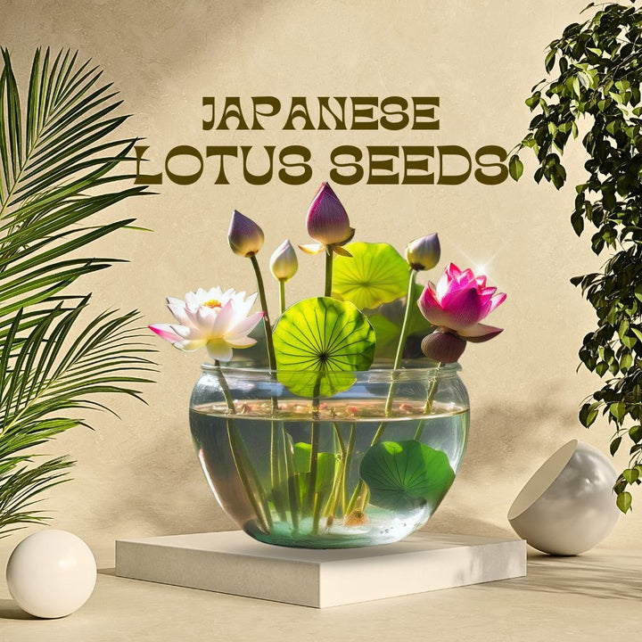 Japanese Lotus Flower Seeds (Pack of 40Pcs + 10Pcs Free!)
