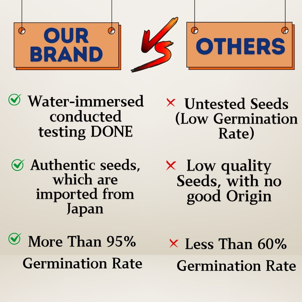 Japanese Lotus Flower Seeds (Pack of 40Pcs + 10Pcs Free!)