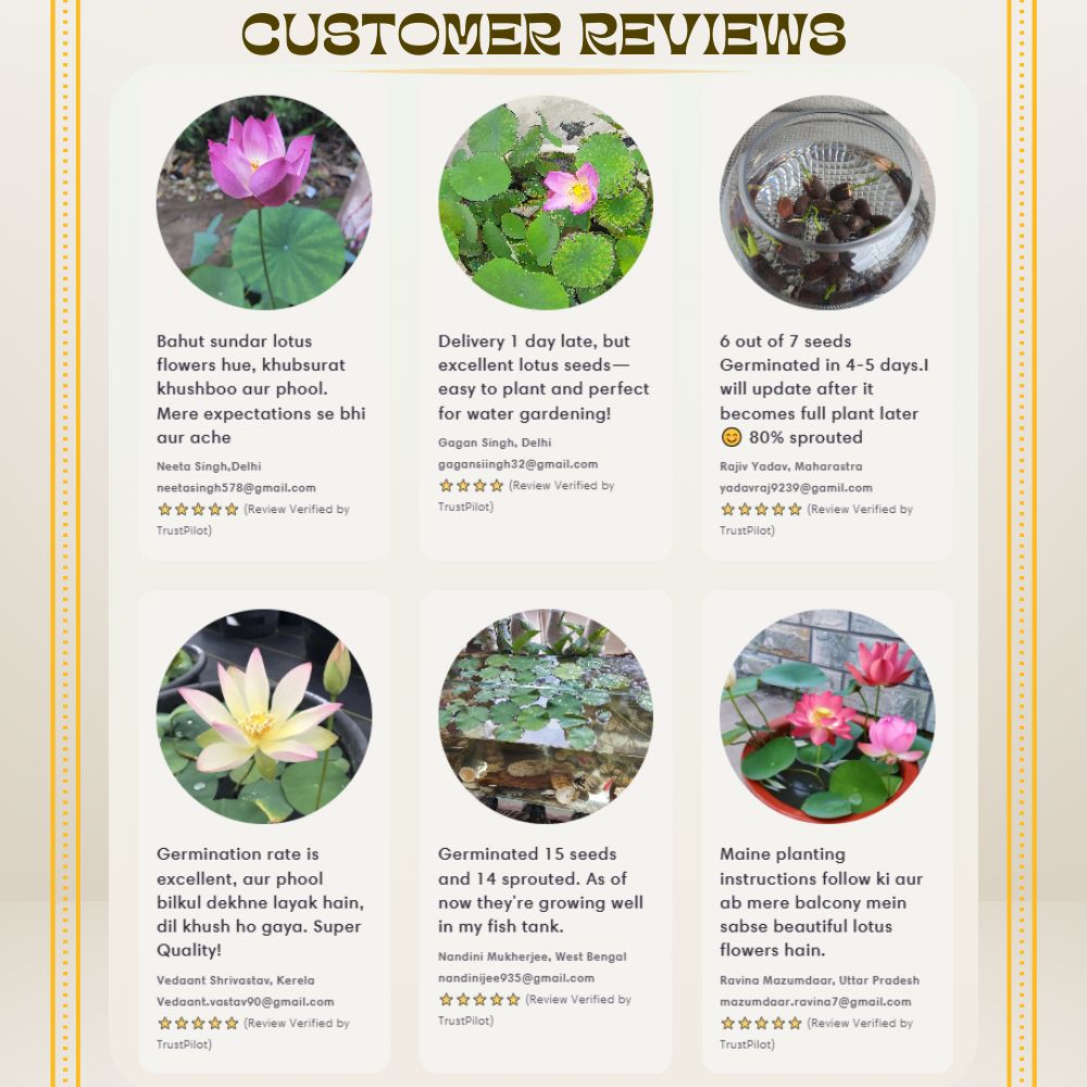 Japanese Lotus Flower Seeds (Pack of 40Pcs + 10Pcs Free!)